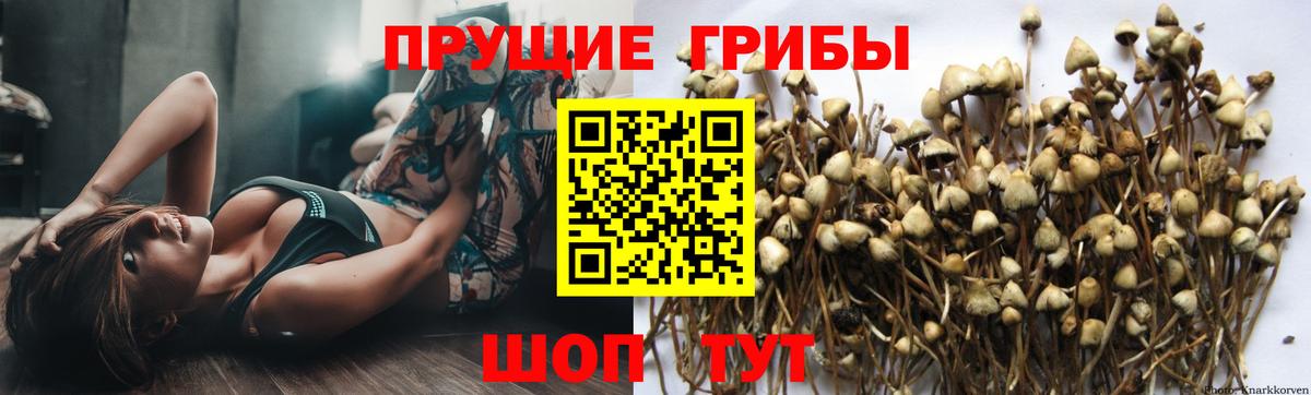 Псилоцибиновые грибы MAGIC MUSHROOMS  сколько стоит  Щёкино  Вход с VPN 